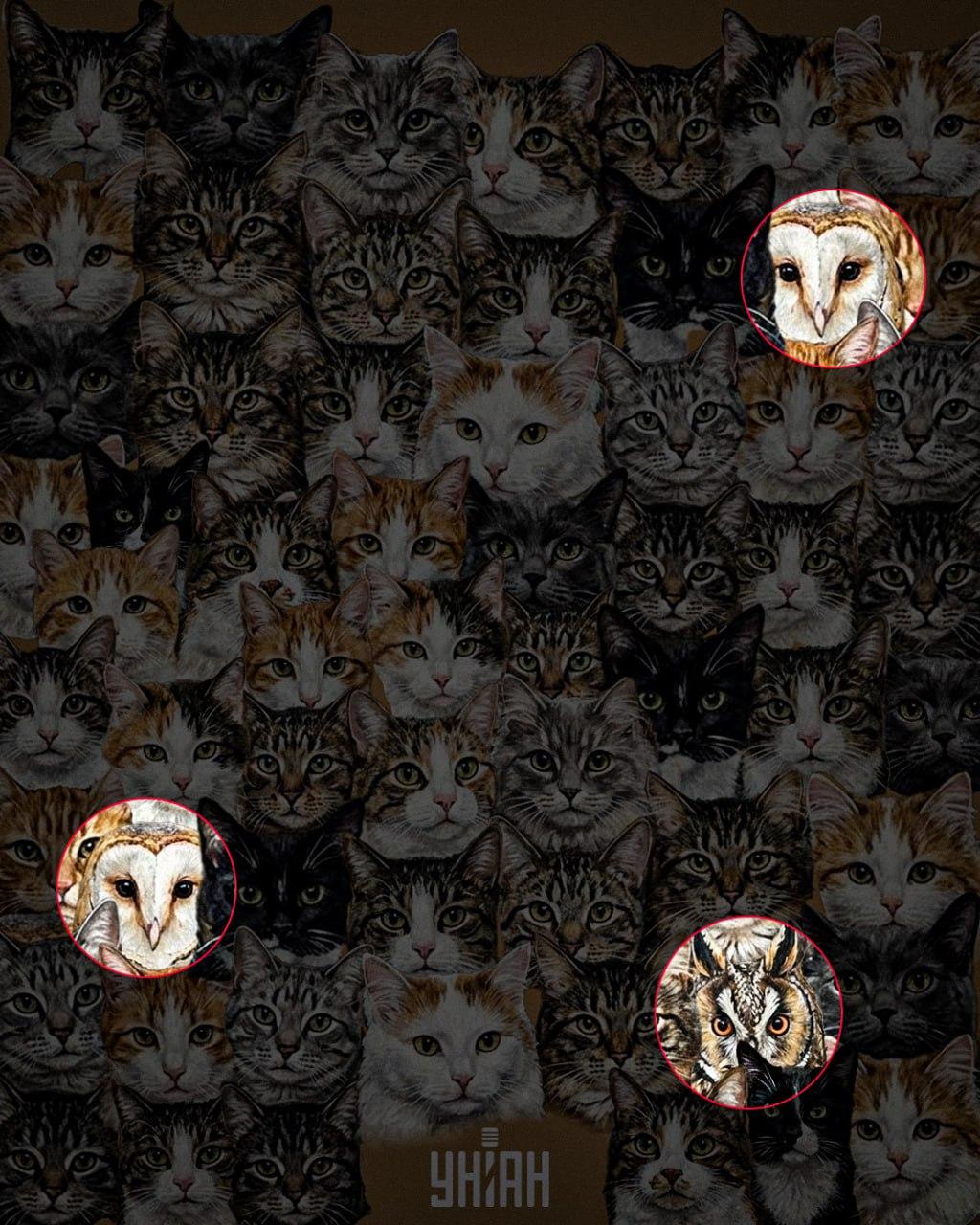 Az emberek 97%-a 10 másodperc alatt nem talál 3 baglyot a macskák között: elképesztő optikai csalódás