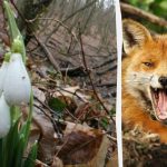 Az optikai illúzió megmutatja, mennyi az IQ-d: 9 másodperc alatt