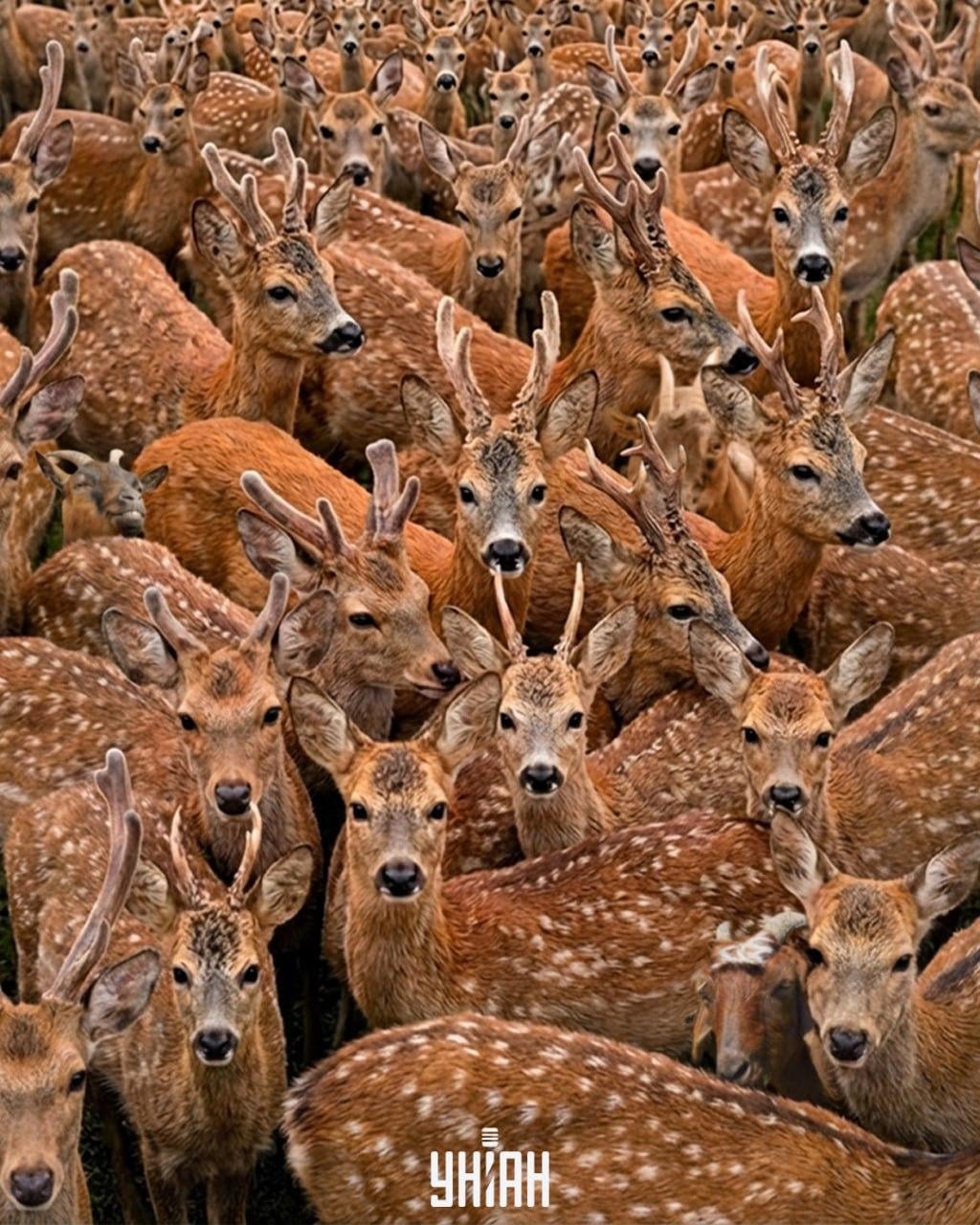 Három kecskét kell találni a rénszarvasok között 11 másodperc alatt: egy nagyon bonyolult optikai csalódás