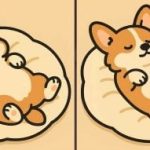 IQ-teszt: 51 másodperc alatt találj 3 különbséget egy alvó kutyát