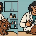 IQ teszt: találj 3 különbséget egy állatorvos képén 63 másodperc