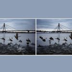 Találj 3 különbséget egy kacsákról készült fotón 10 másodperc alatt: